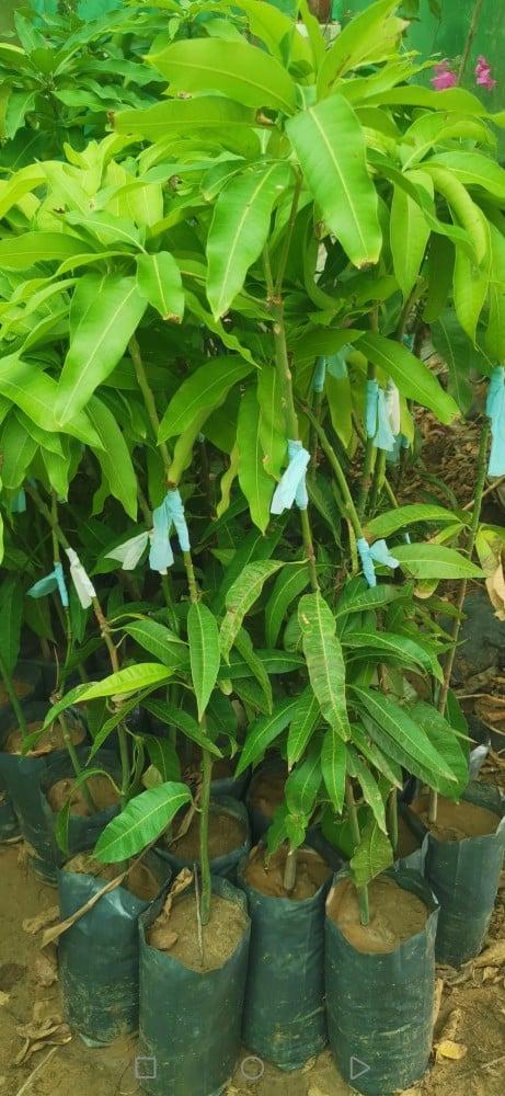 4 + 2 mango seedlings Langra