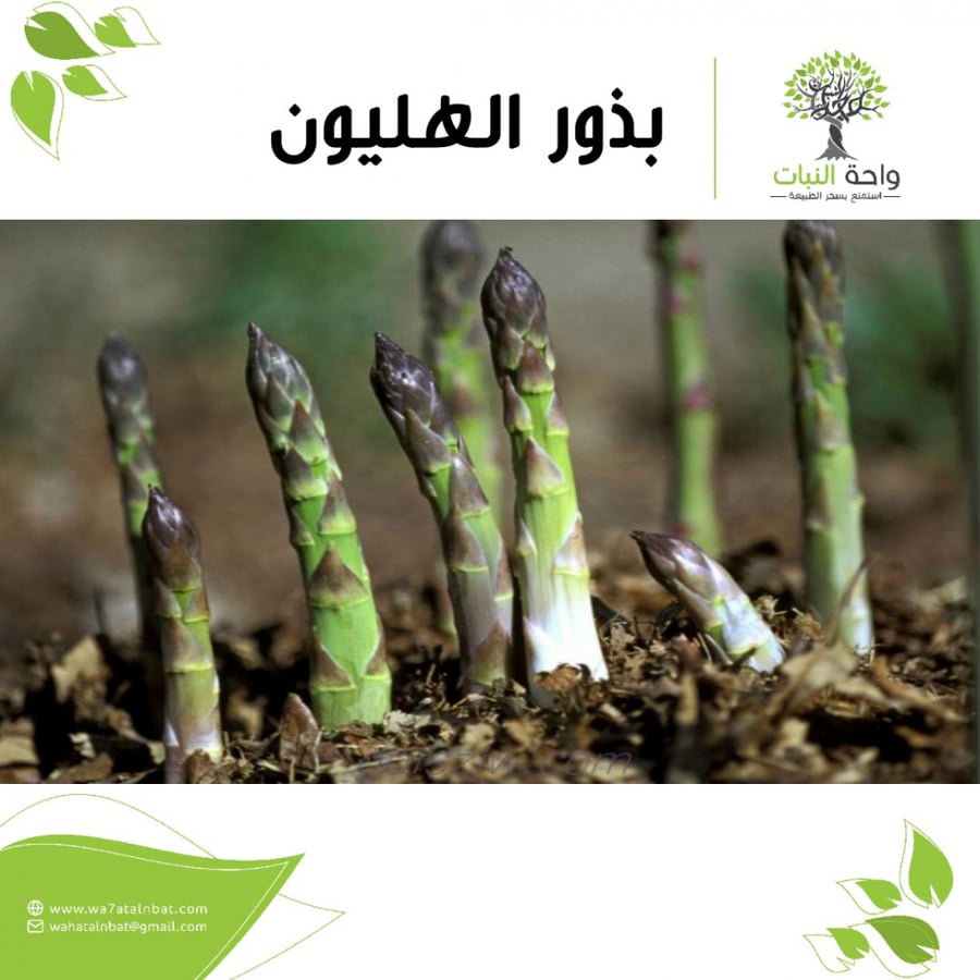 بذور الهليون (5 بذرات)