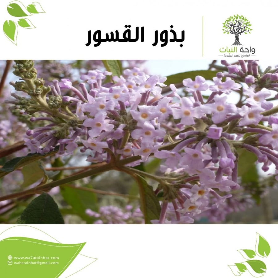 بذور القسور (بذرتين)