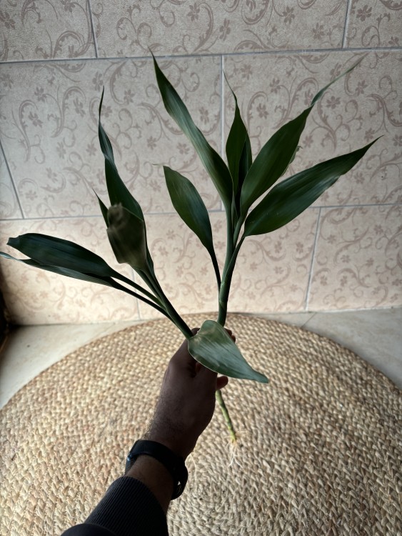غصن ساق البامبو