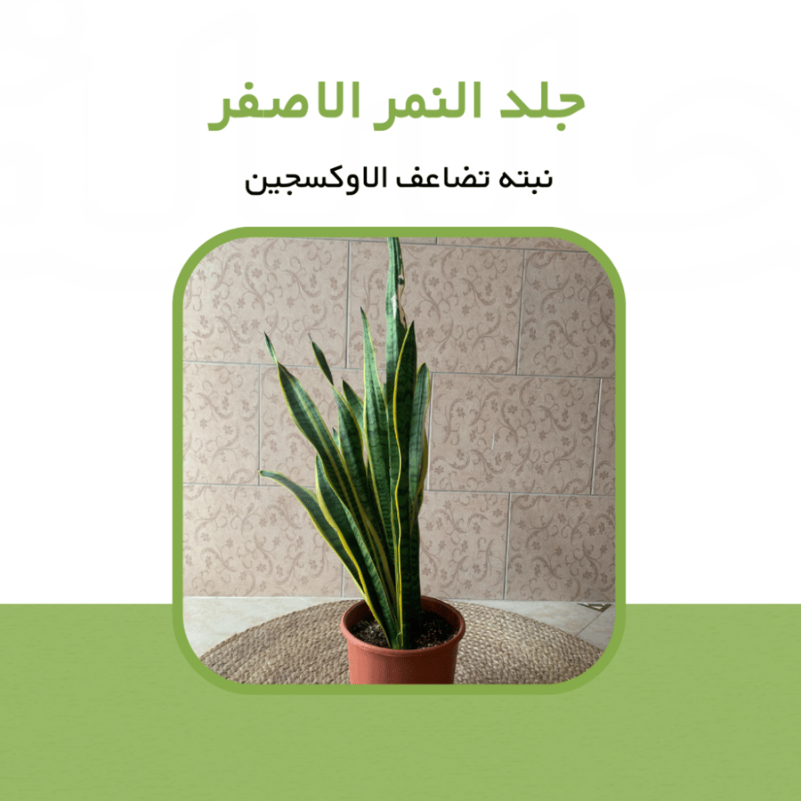 جلد النمر الاصفر