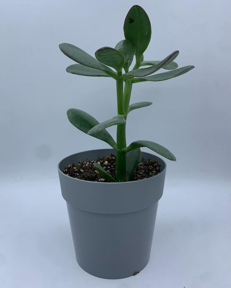 نبتة كروسولا (Crassula ovata)