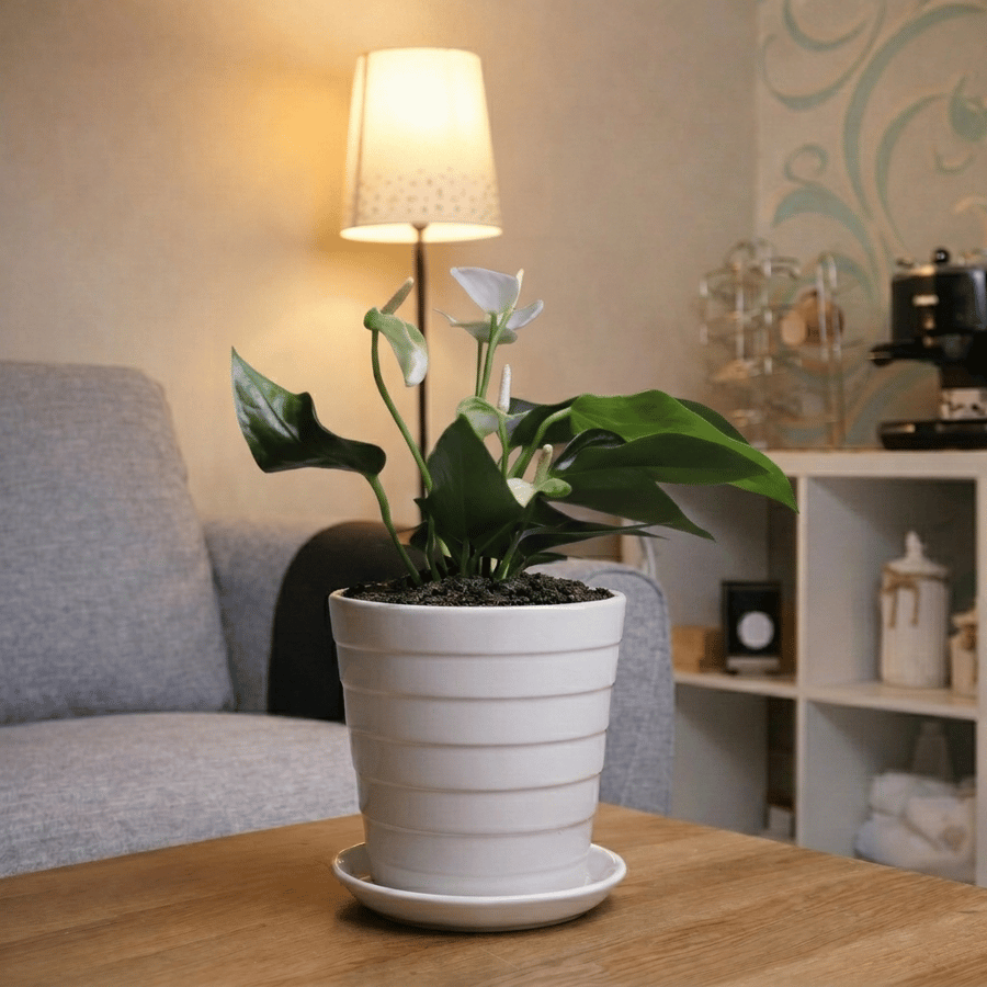 #4 Anthurium white with white pot