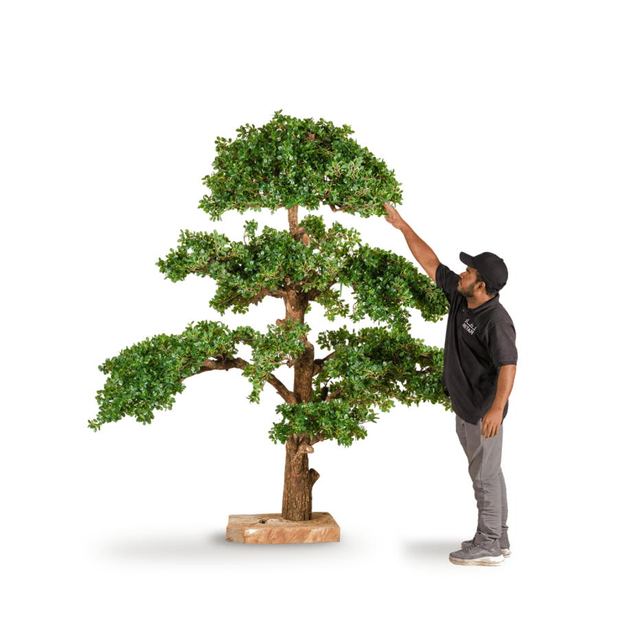 شجرة البانيان طبيعي ارتفاع 210سم 9095