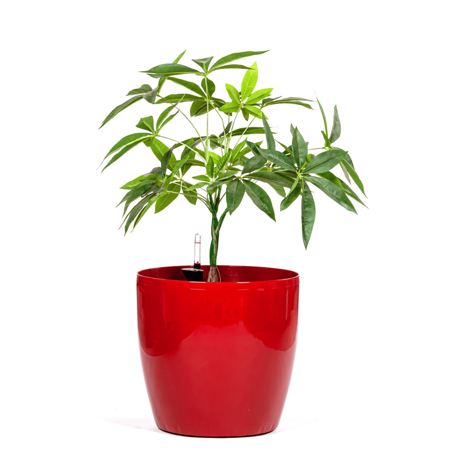 قصارى زرع بلاستيك