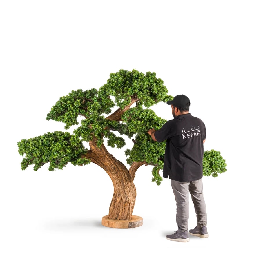 شجرة بونساي طبيعي ارتفاع 200 سم 9094