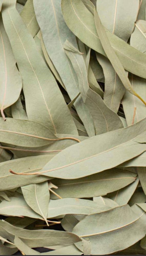 Organic eucalyptus leaves / 50 grams