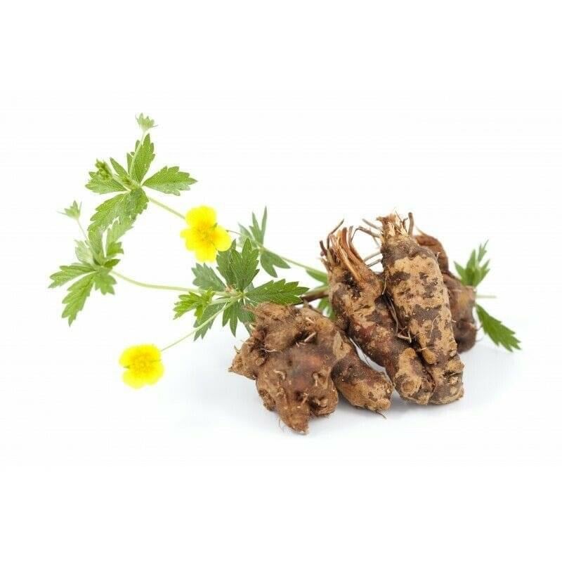 عرق الأنجبار 150 جم