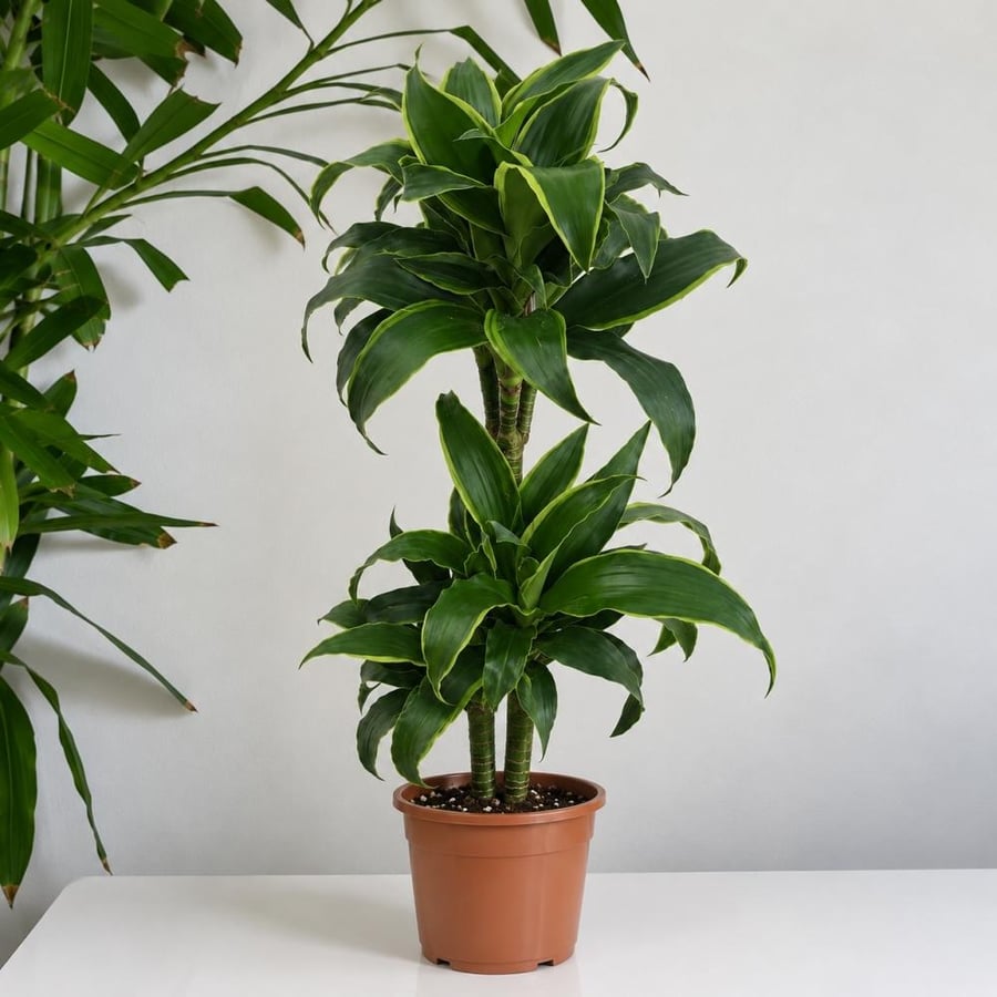 دراسينا دورادو | Dracaena Dorado