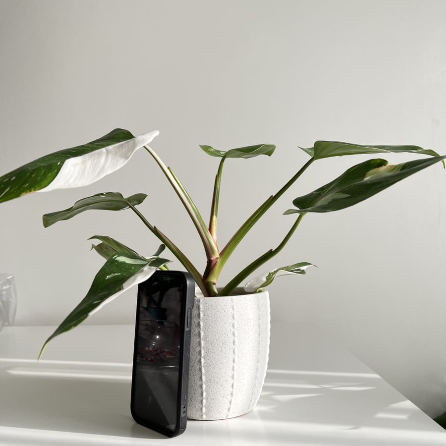 فيلوديندرون وايت نايت Philodendron Knight White Princess