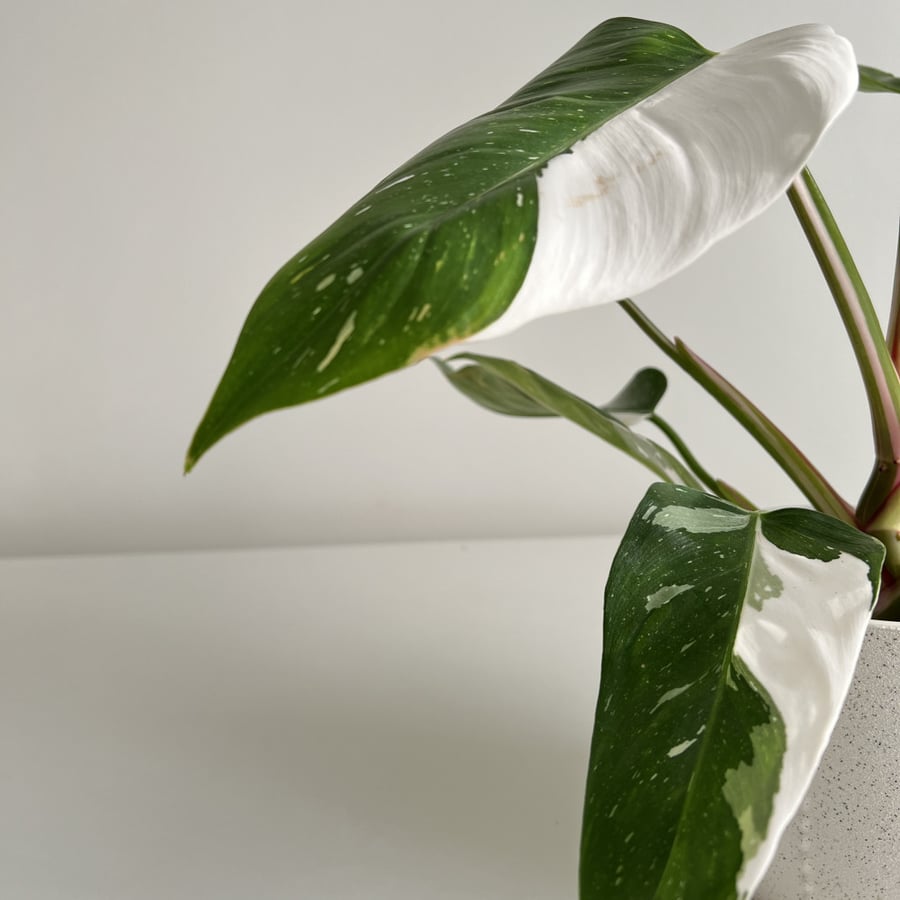 فيلوديندرون وايت نايت Philodendron Knight White Princess