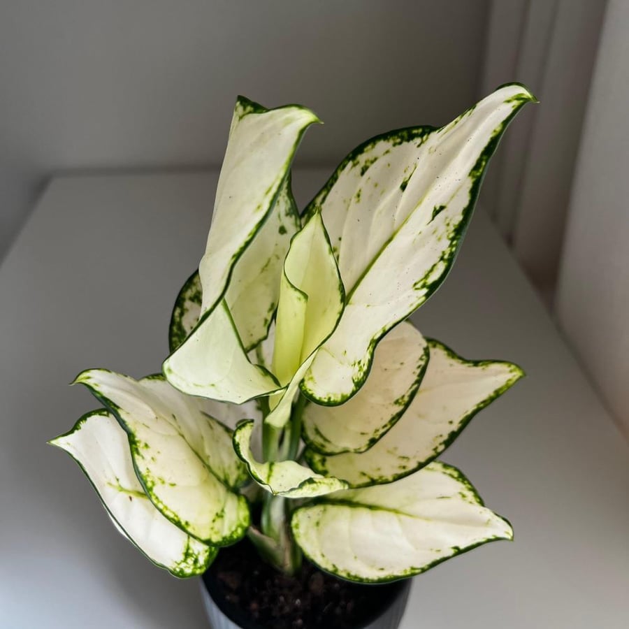 أجلونيما سوبر وايت (Aglaonema Super White)