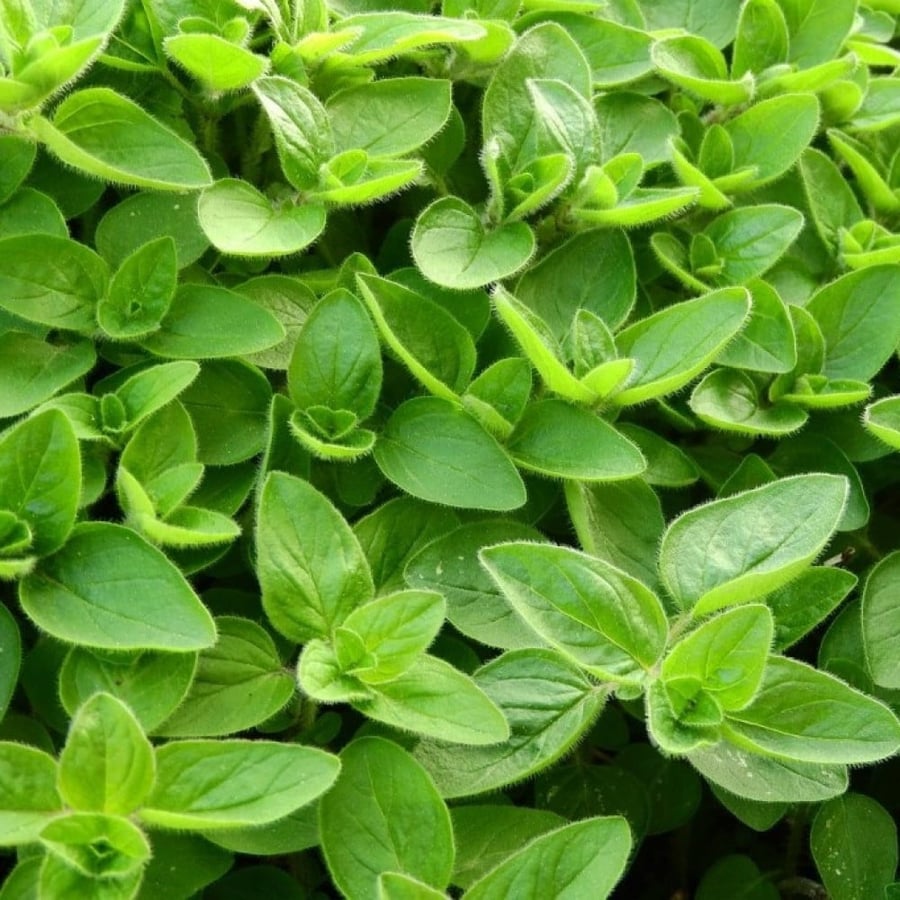 بذور البردقوش