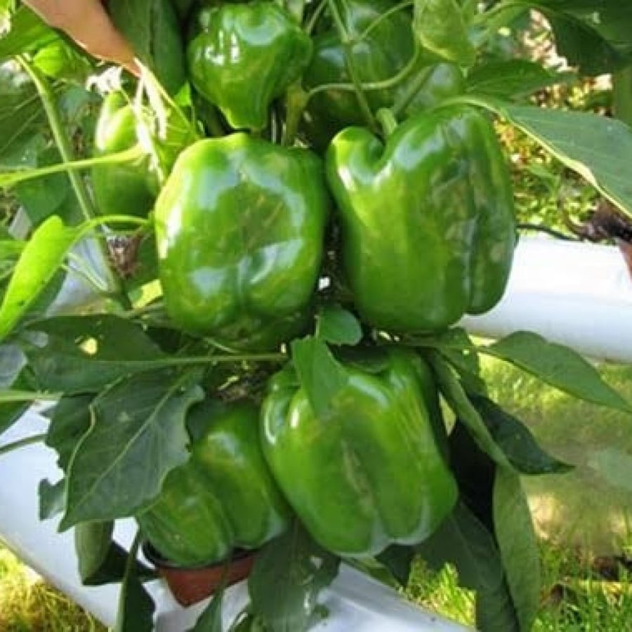 بذور فلفل رومي أخضر كروي ( Capsicum annuum )