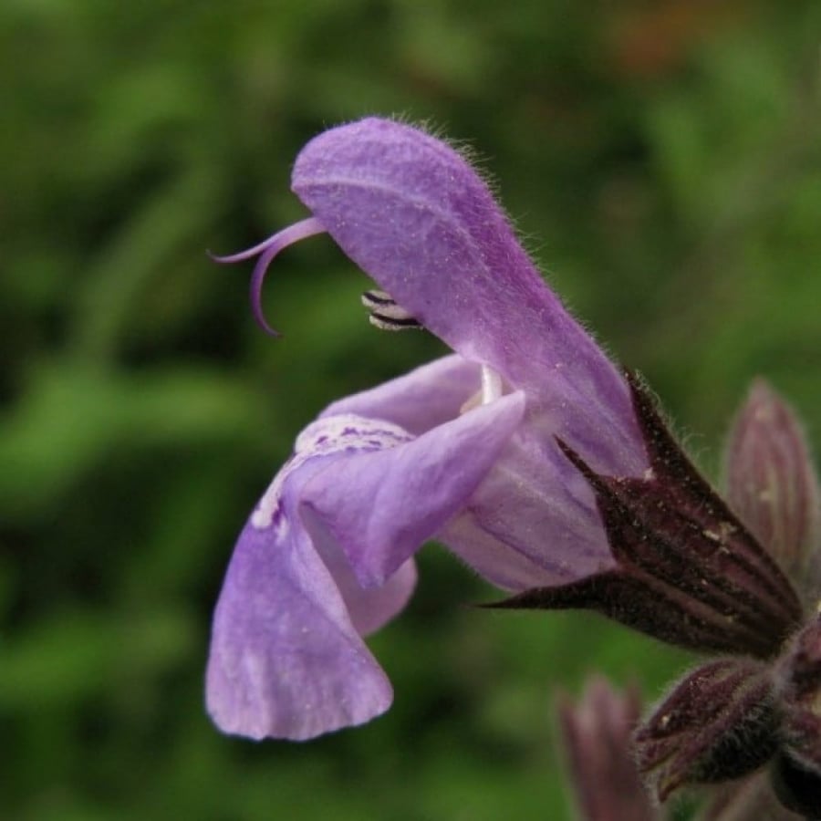 بذور عشبة المرامية - ميرامية ( Salvia Officinalis )