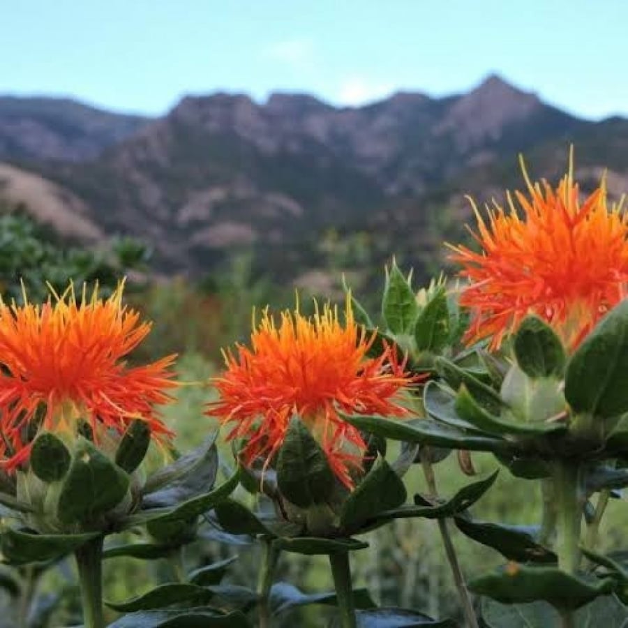 بذور نبات العصفر - القرطم - الجرجوم ( carthamus tinctorius )
