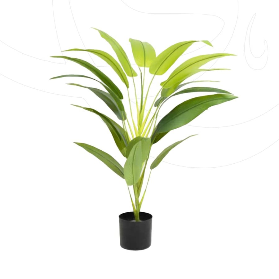 عصفور الجنة ارتفاع 90 سم