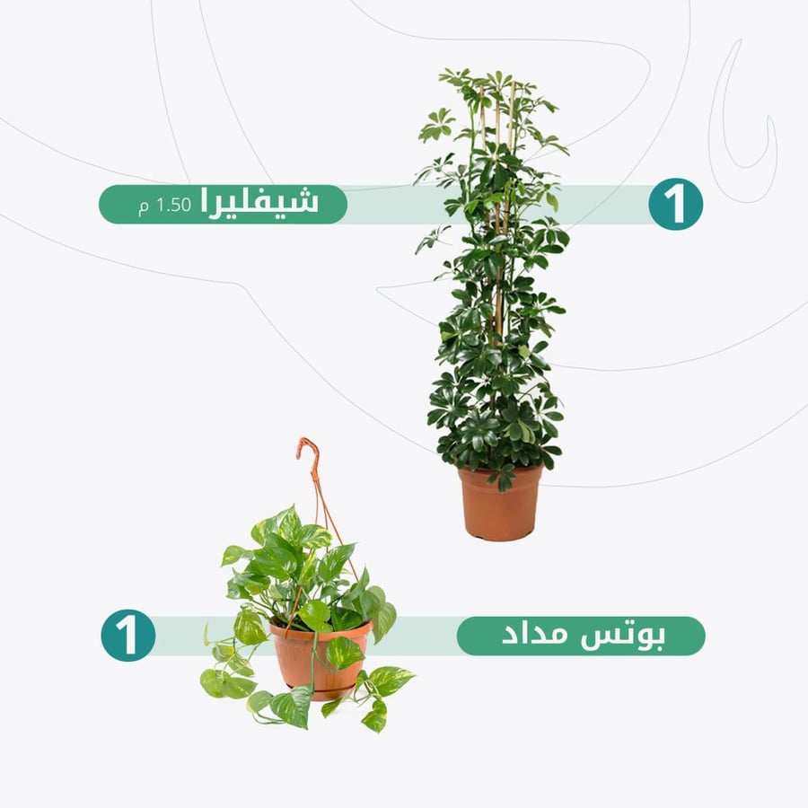 عرض شفليرا وبوتس