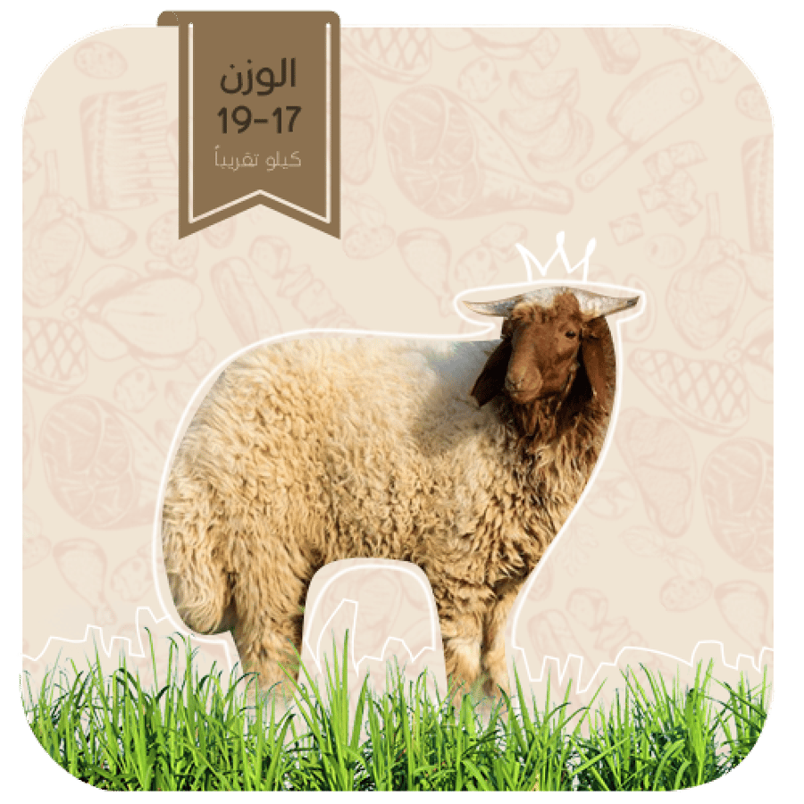 نعيمي  - هرفي كبير (17-19كيلو)