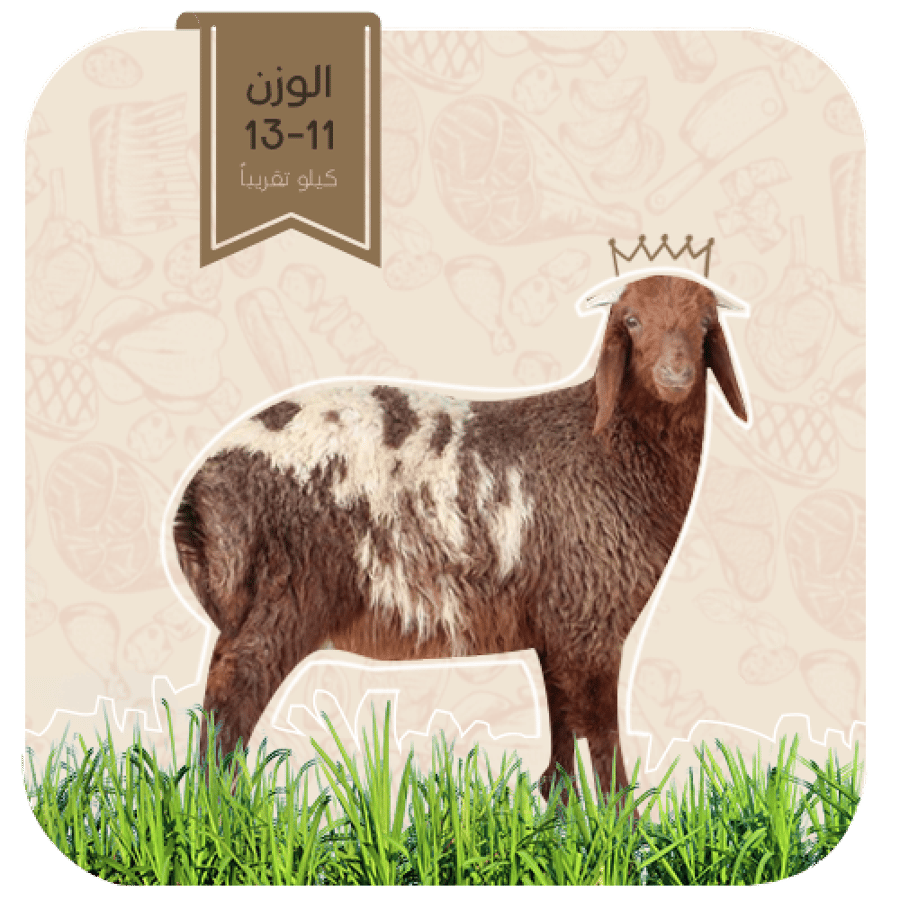 نعيمي  - هرفي صغير (11-13كيلو)
