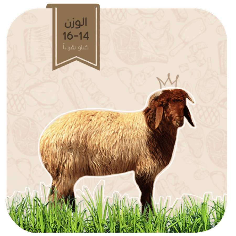 نعيمي  - هرفي وسط (14-16كيلو)