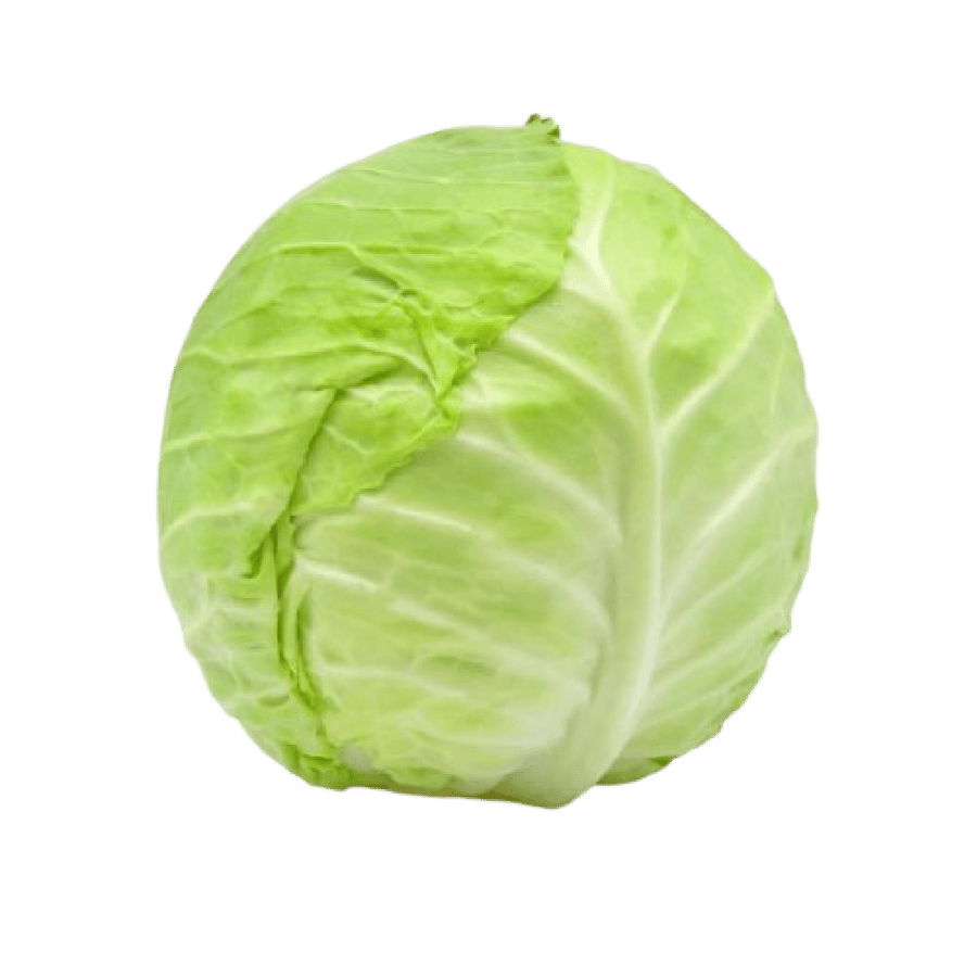 ملفوف
