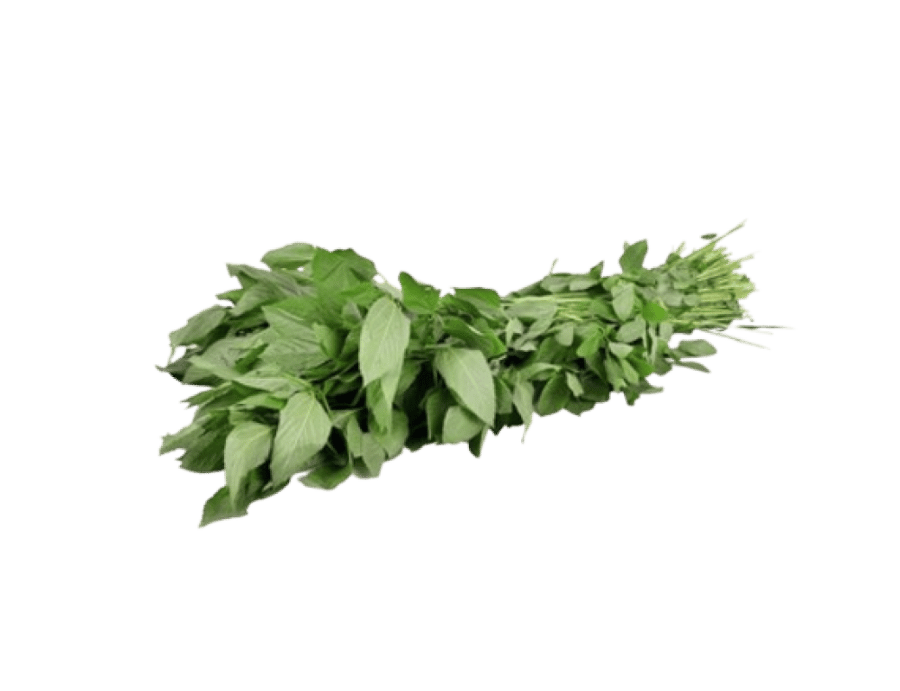 حبق