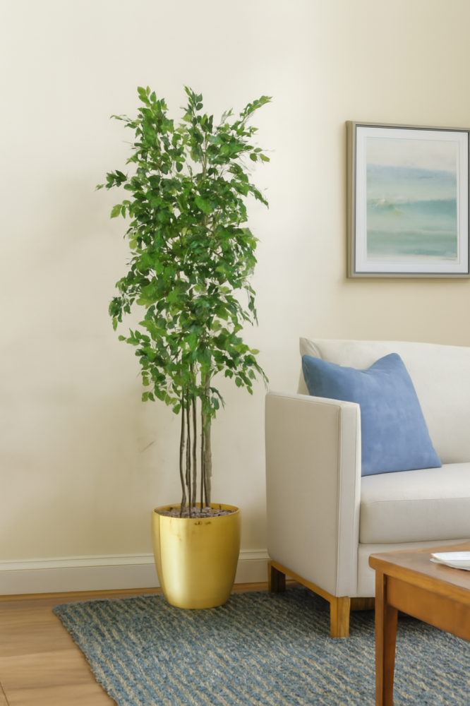 Fig tree with four branches in a plastic pot, height 200 cm
