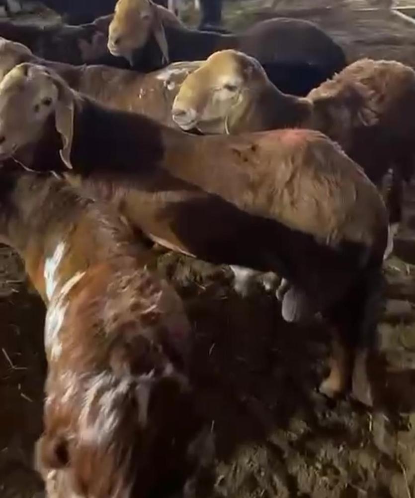 طليان سواكني تربيه مراح