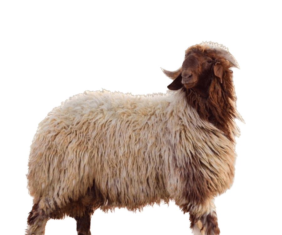 خروف نعيمي.   (19-17) kg