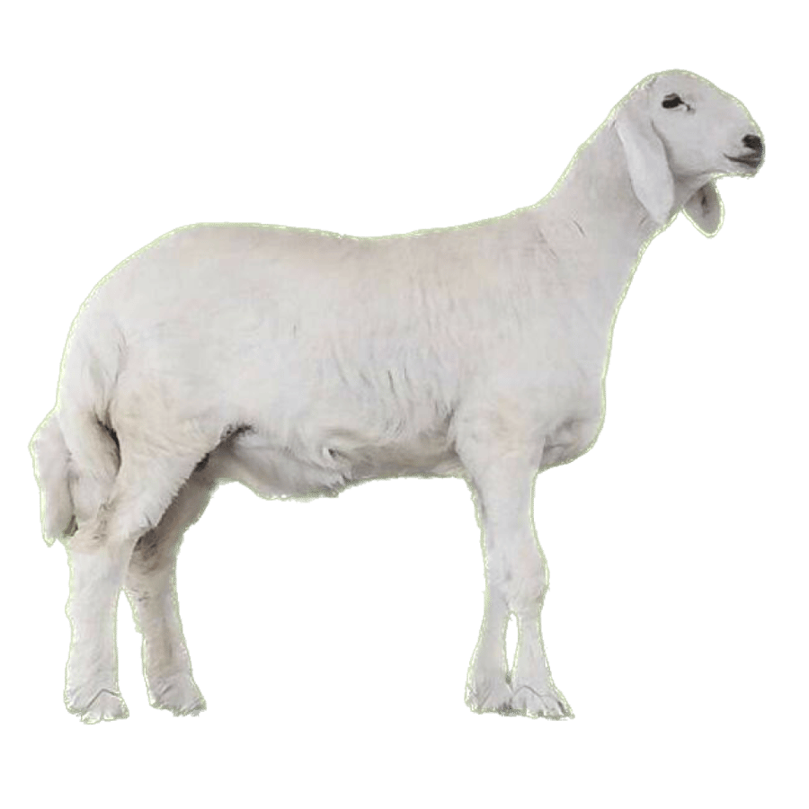 خروف حري (11-13)kg
