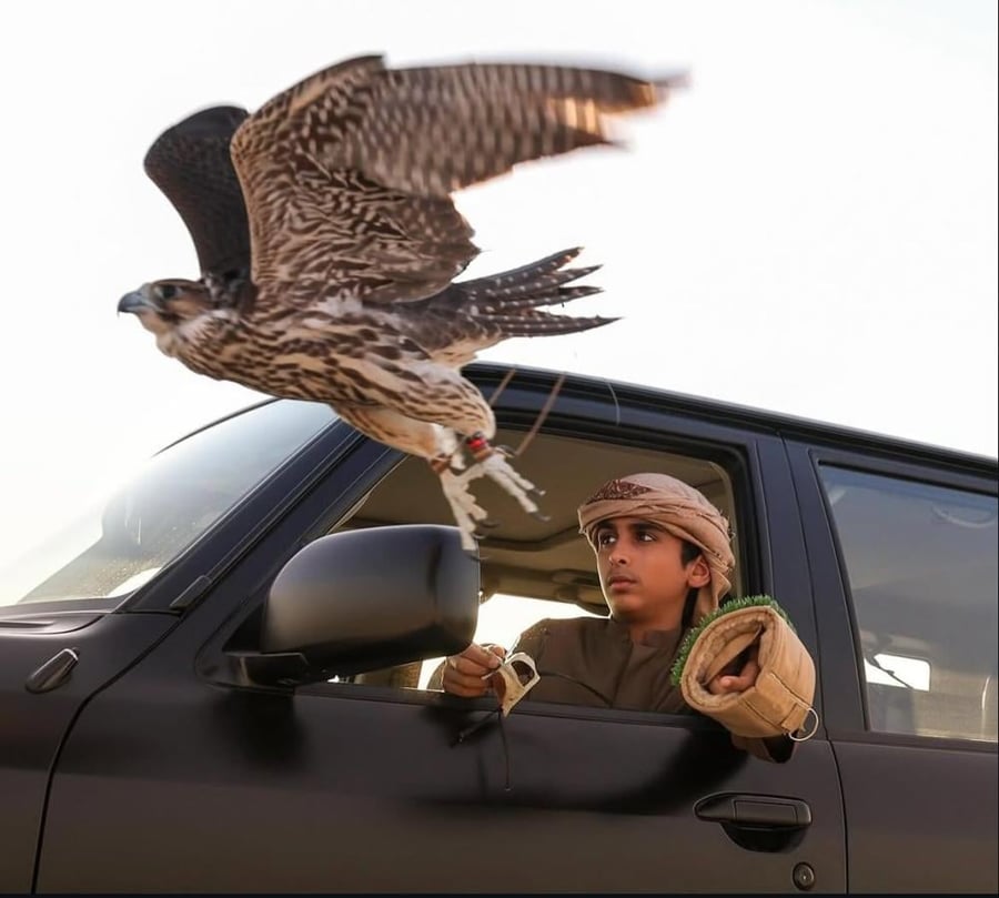 صقر كامل محنط