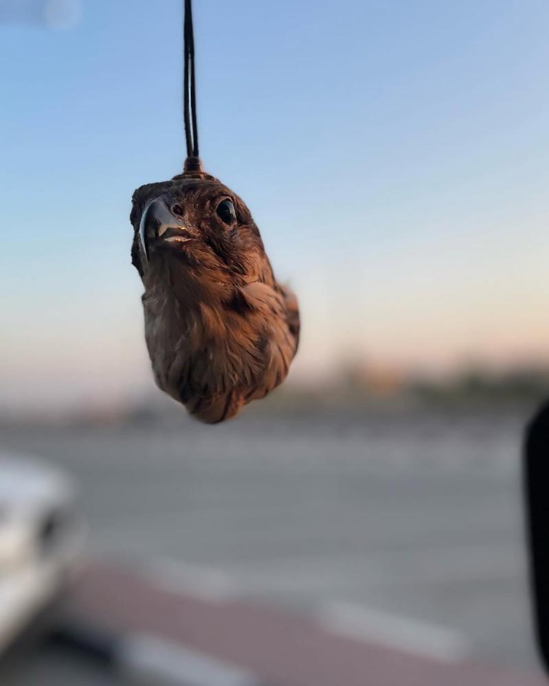 تعليقة راس الصقر