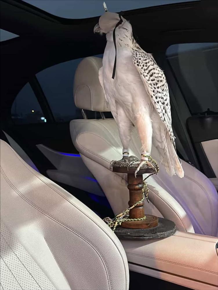 صقر كامل محنط