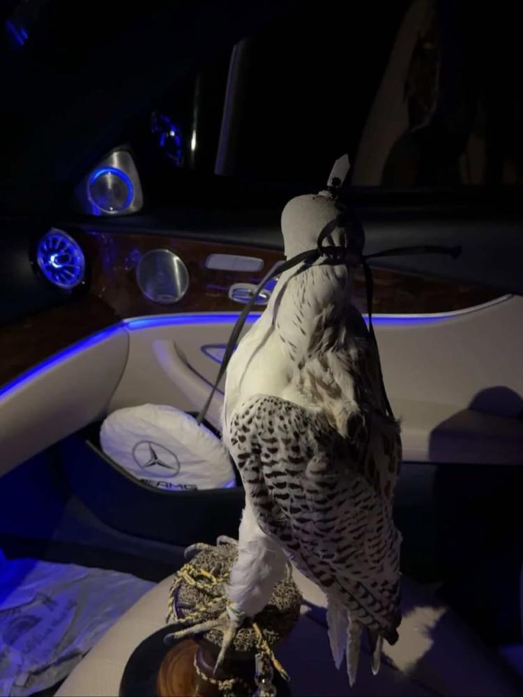 صقر كامل محنط