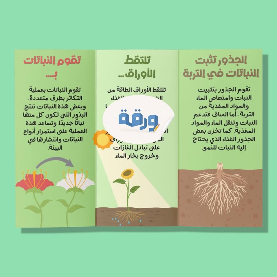 عمليات الحياة في النباتات-٦