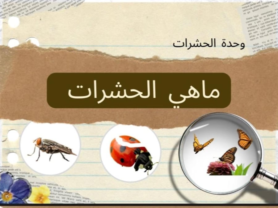 ماهي الحشرات ؟