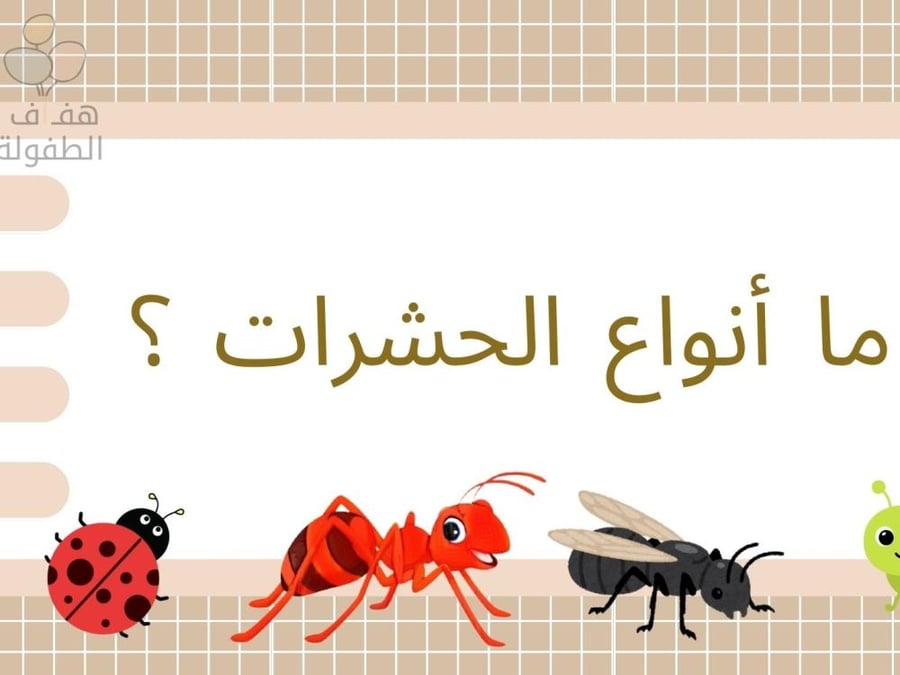 ما أنواع الحشرات ؟