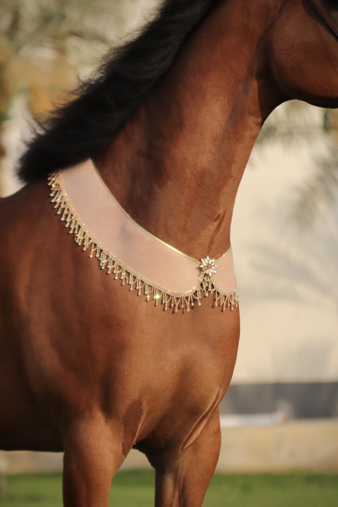 اكسسوار خيل E64