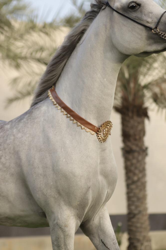 Horse accessory E37
