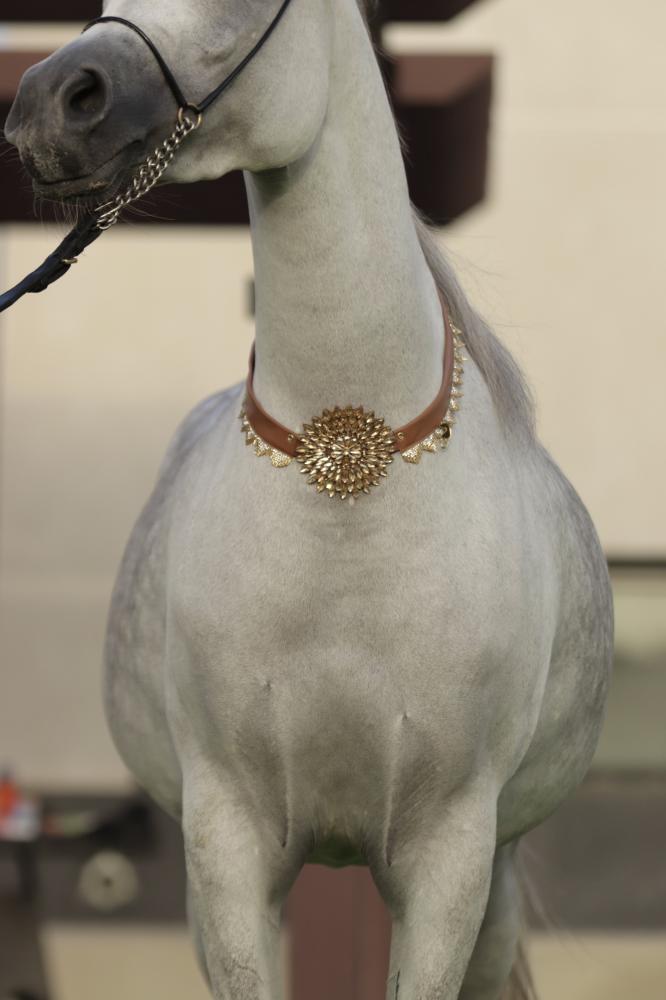 Horse accessory E37
