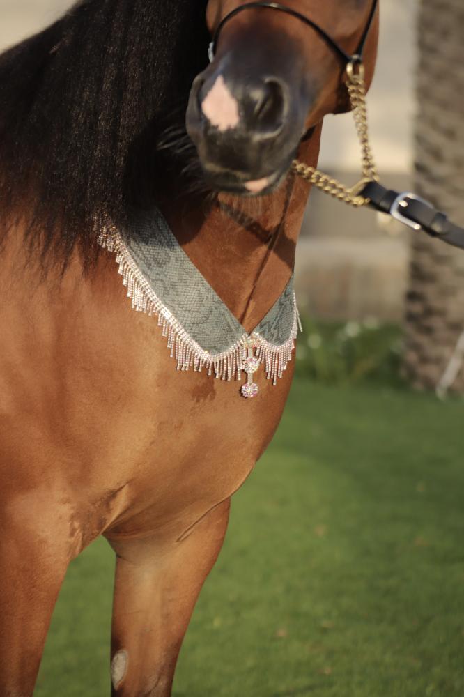 اكسسوار خيل E38