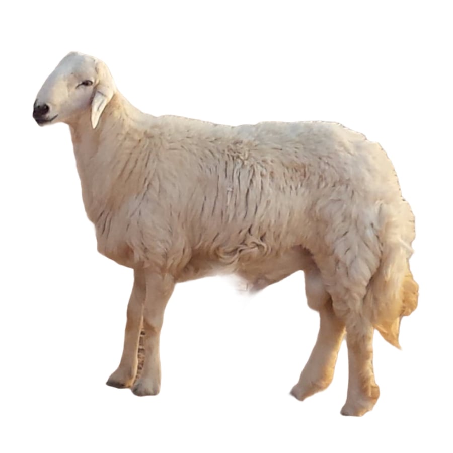 نصف حري جذع وسط