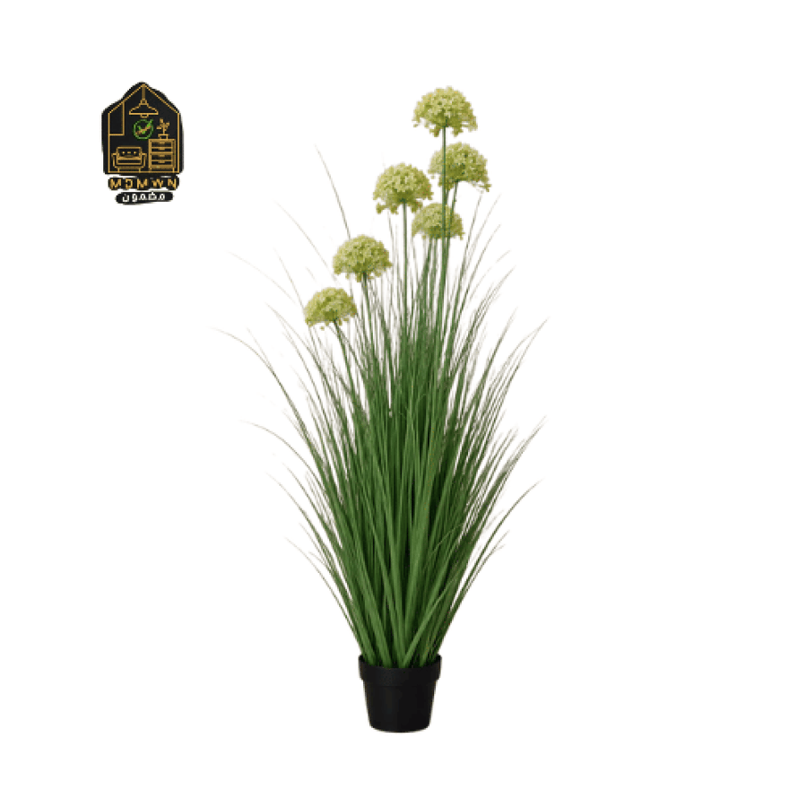 A plant that adds a touch of natural beauty with its variety of colors