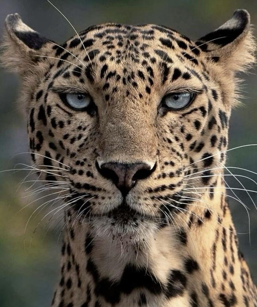 Leopard