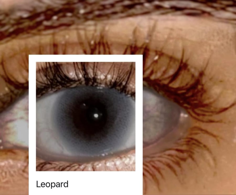 Leopard