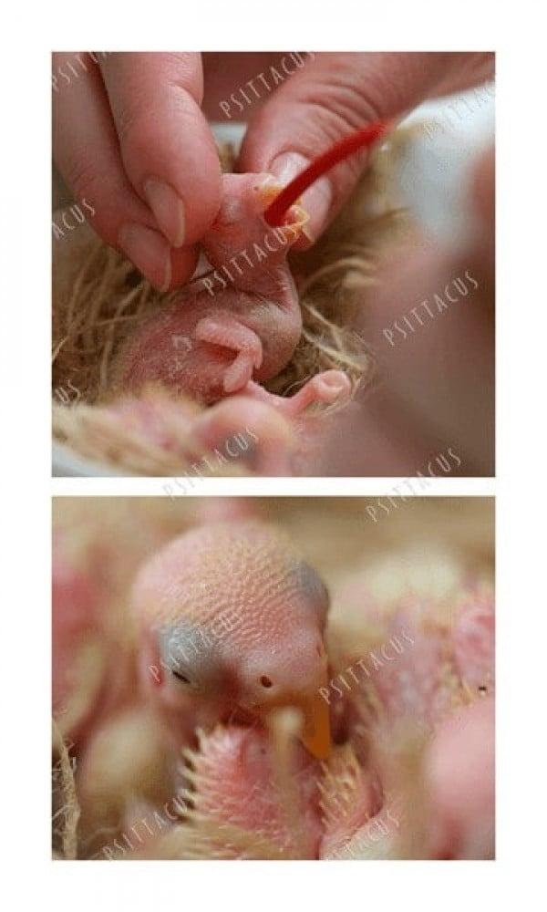 ابر غر حمراء ناعمه ولينه سيتاكوس PSITTACUS Red Soft tubes