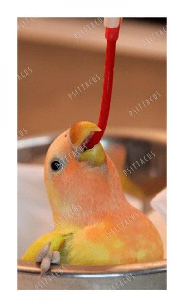 ابر غر حمراء ناعمه ولينه سيتاكوس PSITTACUS Red Soft tubes