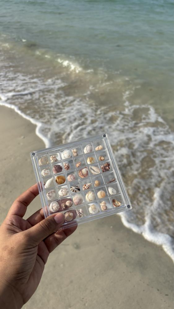 اصداف راس تنورة