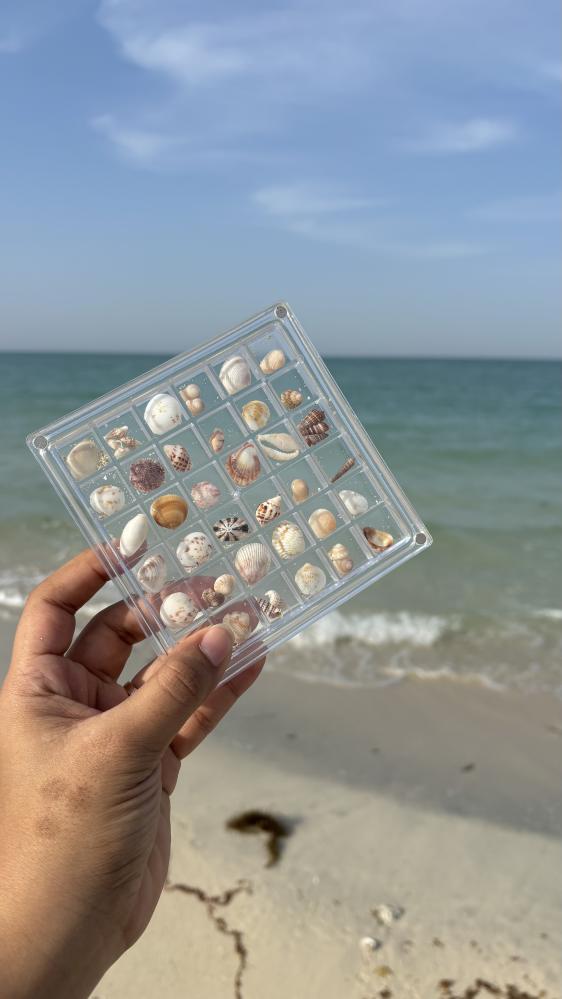 اصداف راس تنورة